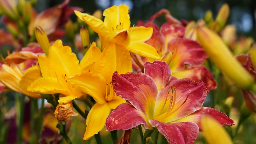 'Cartwheels' (Fay-Russell) ja 'Flying trapeze'.