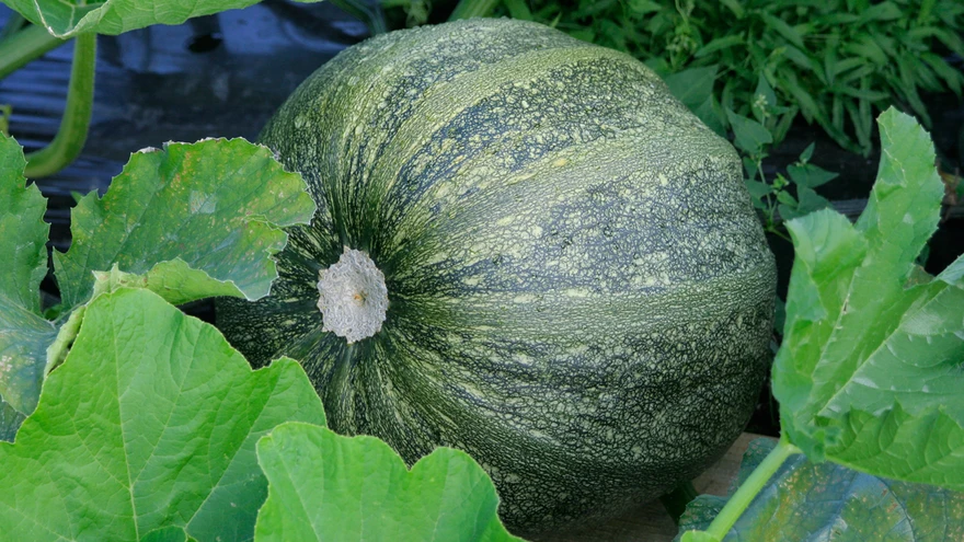 Õlikõrvits ’Olga’. Õlikõrvitsate kestata seemned on väga maitsvad, ent aroomita viljaliha üsna iseloomutu. 