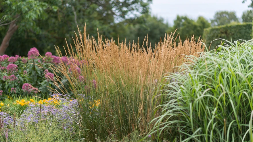 Teravaõieline kastik. 