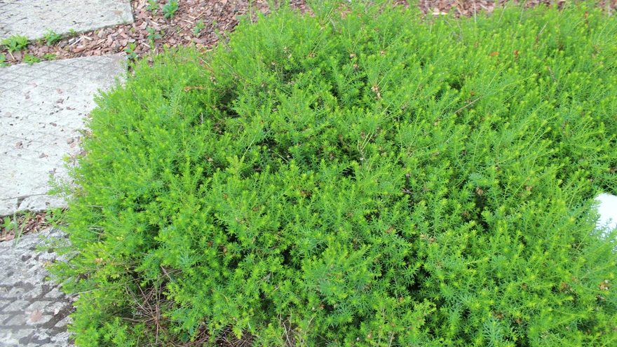 Eerika 'Ice Princess'.