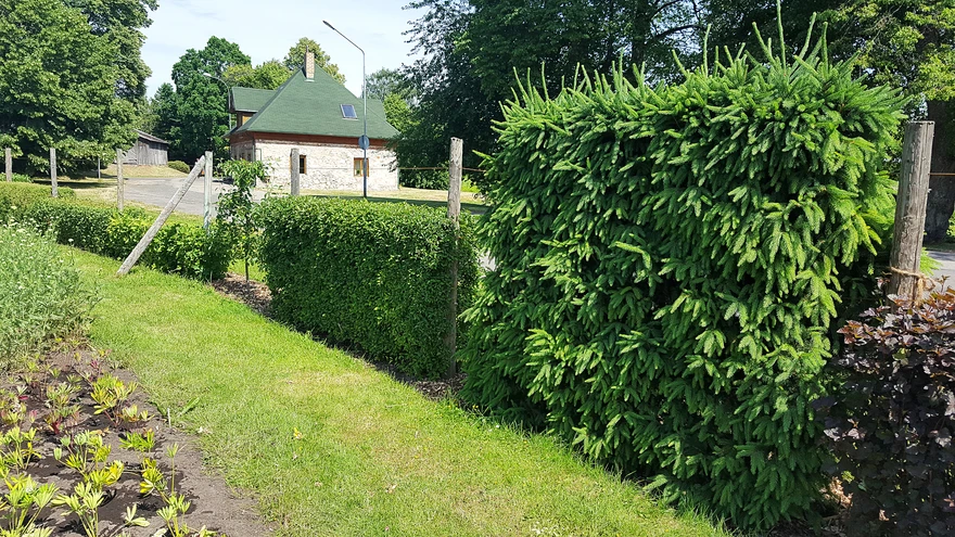 Erineva kõrgusega hekitimed.