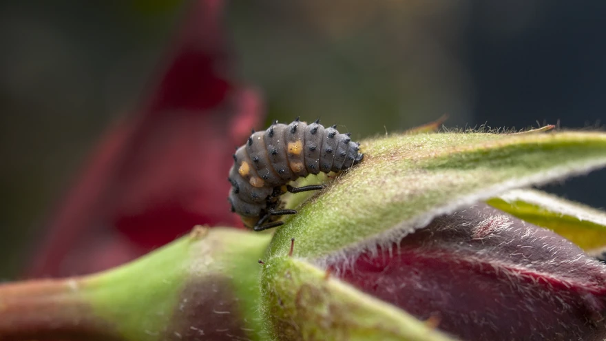 See pisut kuratliku väljanägemisega olend on lepatriinu vastne. Laske tal rõõmsalt edasi tegutseda, sest ta sööb hea meelega lehetäisid.