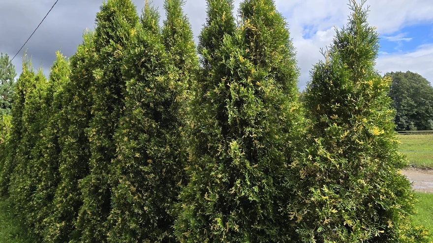 Hekk hariliku elupuu sordist 'Smaragd variegata'.