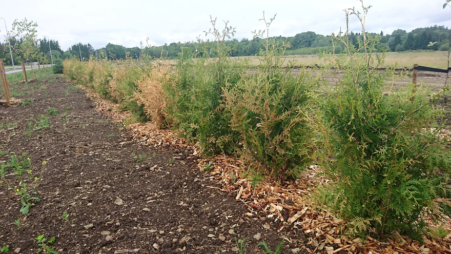 Kaua päikese käes kastmata seisnud elupuid ei aita ka multšimine. 