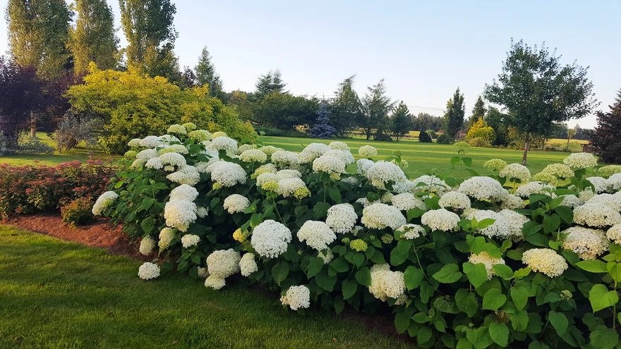 Kevadel maapinnani tagasilõigatud puishortensia.