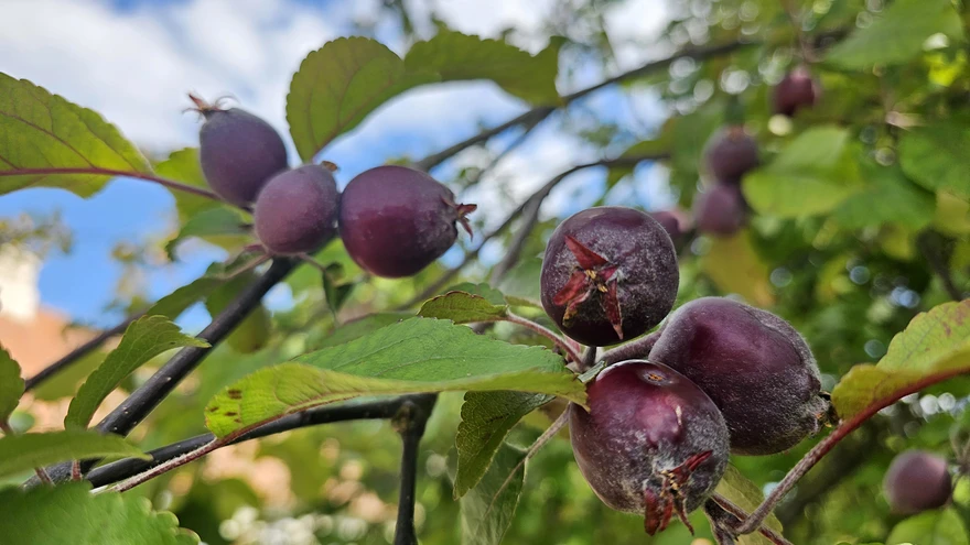 'Komsomoletsil' on lisaks punasele koorele ja koorealusele viljalihale ka punane puit.
