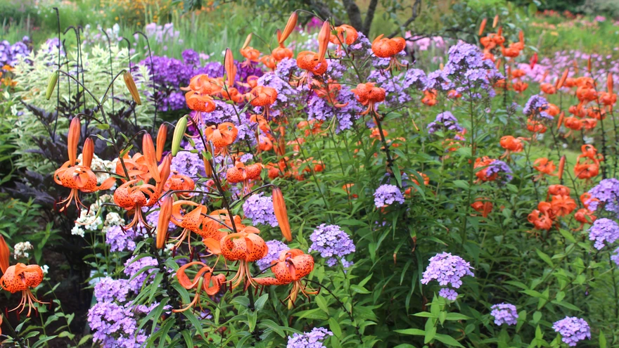 Floks ja liilia konkureerivad kasvuruumi pärast.