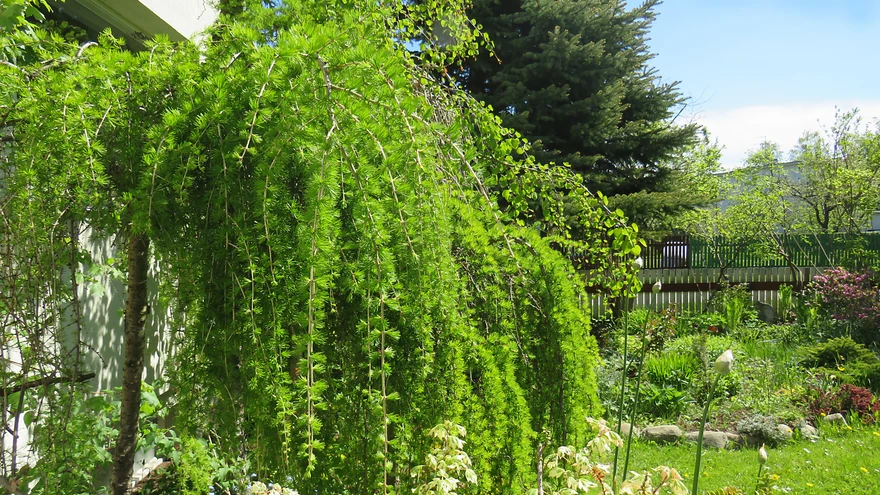 Leinalehis koduaias. 