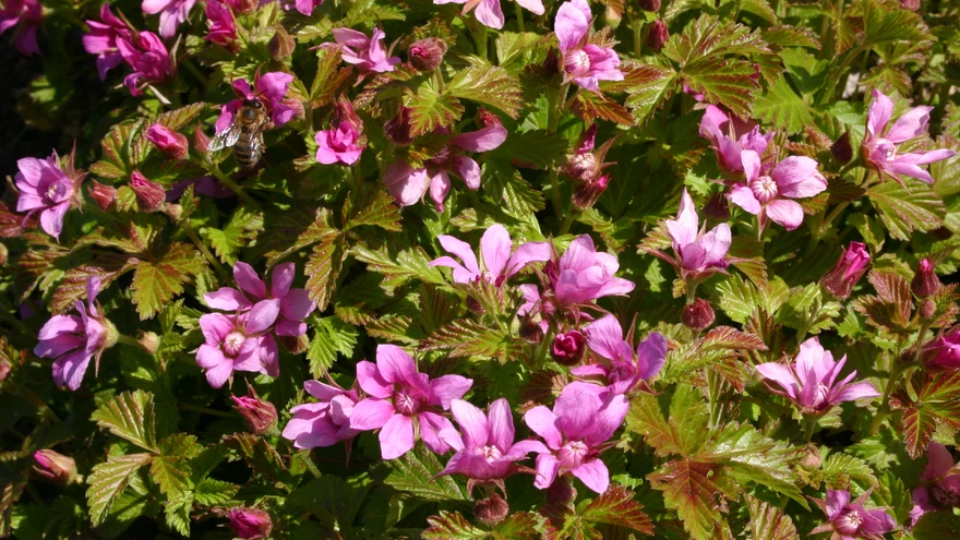 Mesimurakas õitsemas.