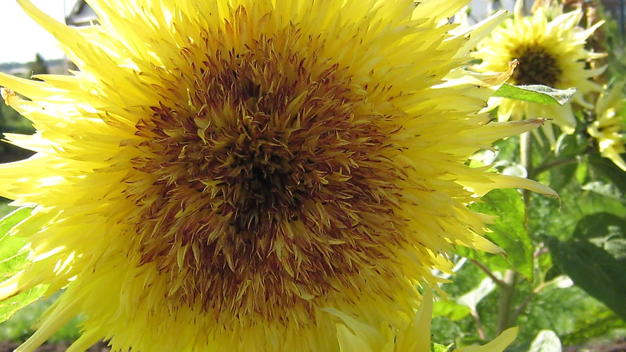 Päevalill Lemon Gammon. 