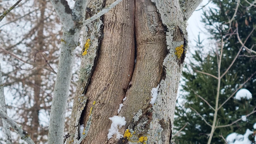 Külmalõhe harilikul vahtral. 