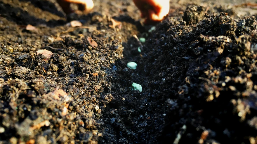 Kaunviljade külvisügavus on tavaliselt 3–6 cm. Enamasti külvatakse seemned koduaias sama reavahega nagu teisedki köögiviljad – 50–70 cm. 