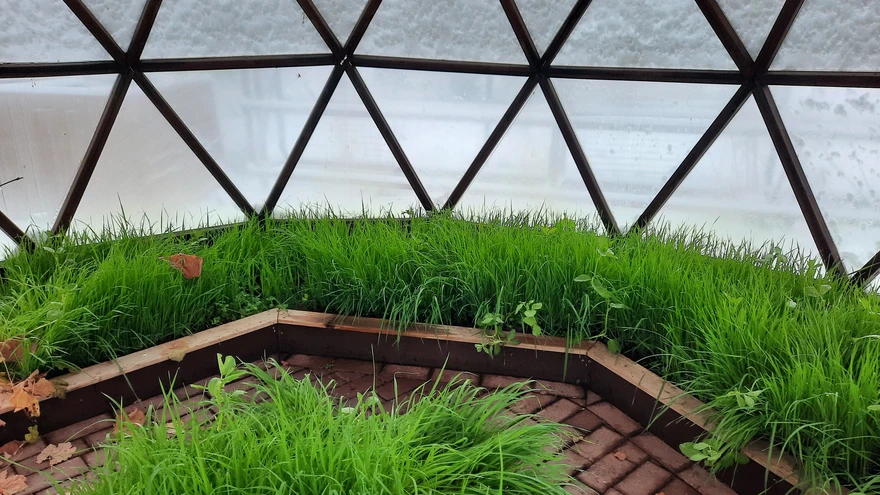 Vahekultuuride segu kasvuhoones.