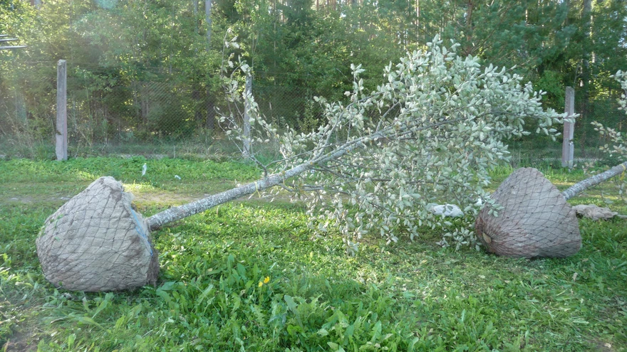 Välja kaevatud neljameetrine puu. 