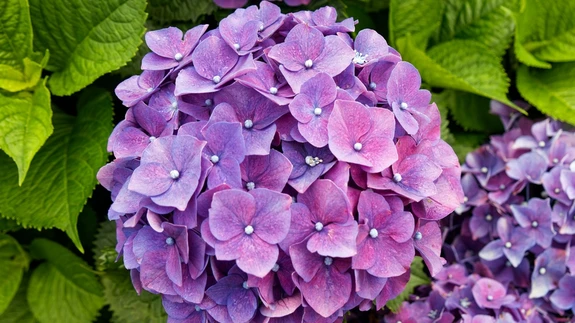 hortensia