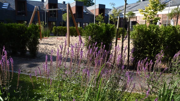 Laste liivane mänguala on osaliselt piiratud plokiks pügatavate elupuudega ning ühelt küljelt peitmis- ja jooksurõõmu pakkuvate kõrreliste ribadega. Viimased sirguvad sügise saabudes enamikul selle ala peremeestel üle pea.