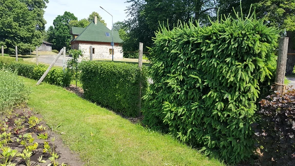 Erineva kõrgusega hekitimed.