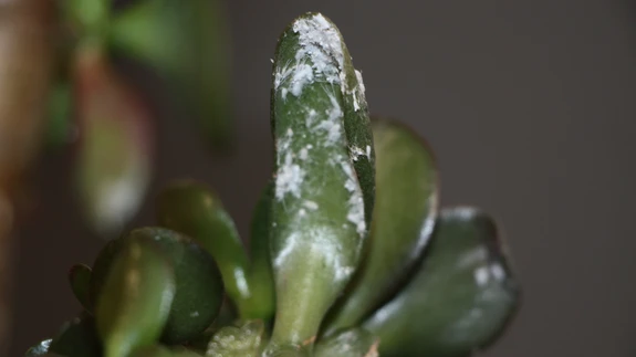 Villtäid moodustavad lehtedele valgeid tupse.