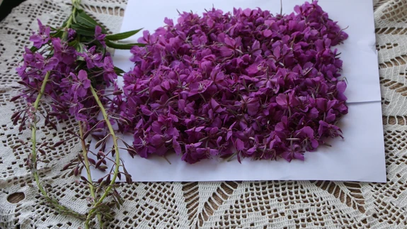 Põdrakanep, tuntud ka kui tulilill, säilitab pärast kuivamist oma kena värvitooni.