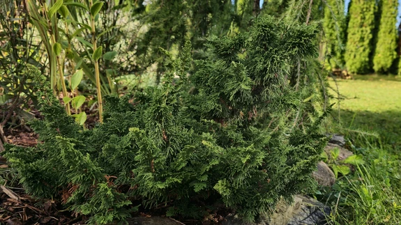 Harilik elupuu ’Malonyana Holub’.