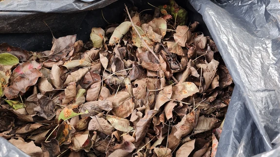 Kahjustunud pirnilehed korja kindlasti kokku  ja põleta. 