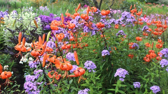 Floks ja liilia konkureerivad kasvuruumi pärast.