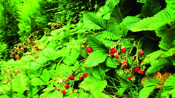 Metsmaasika taime kõrgus jääb olenevalt kasvukohast 5–20 cm vahele.
