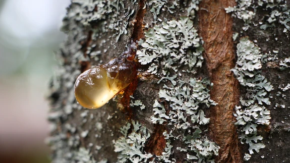 Luuviljaliste mädaniku korral tekivad jämedamatel okstel koorelõhe, kust eritub vaiku, seda nähtust nimetatakse kummivooluseks.
