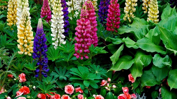 Lupiinid, helenium, knappi nelk, askleepias.