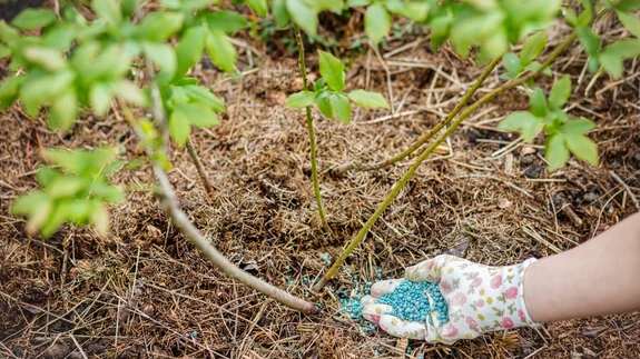 Parim aeg väetamiseks on august ja septembri esimene pool.