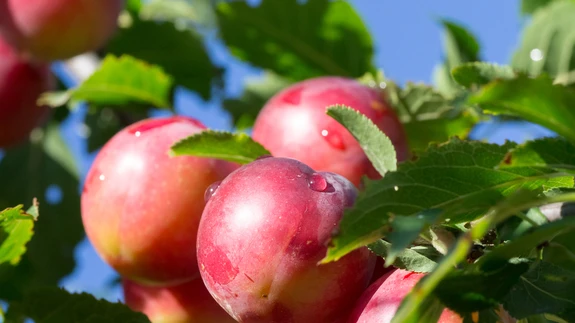 Ploomipuud armastavad nagu kõik luuviljalised lubjarikast pinnast.