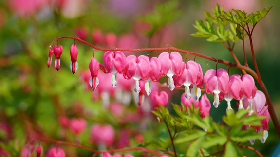 Harilik murtudsüda.