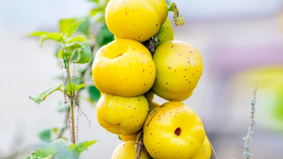 Aromaatsete kuldkollaste väega viljadega ebaküdoonia väärib igati põhjamaise sidruni tiitlit.