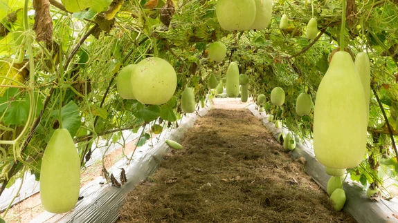 Benincasa hispida ehk talimeloni viljad. Pilt on illustratiivne.