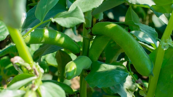 Põldoa kaunas on sõltuvalt sordist 3–6 tera.