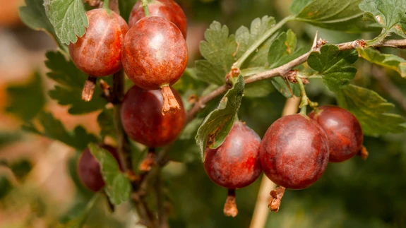Juba sajandi eest kasvatati meie aedades tikreid.