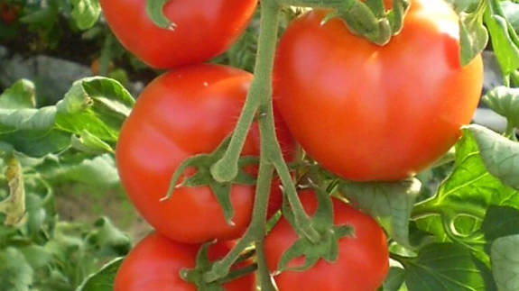 Tomat 'Valve'.